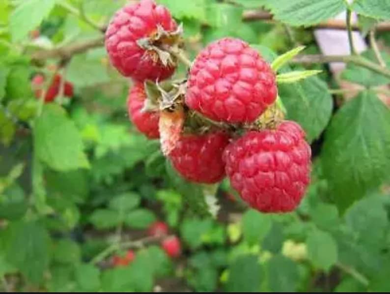 Caroline Raspberry Plants - Everbearing Red Raspberry Bush - Rubus idaeus - Organic NON-GMO Starter Plant for Home Garden