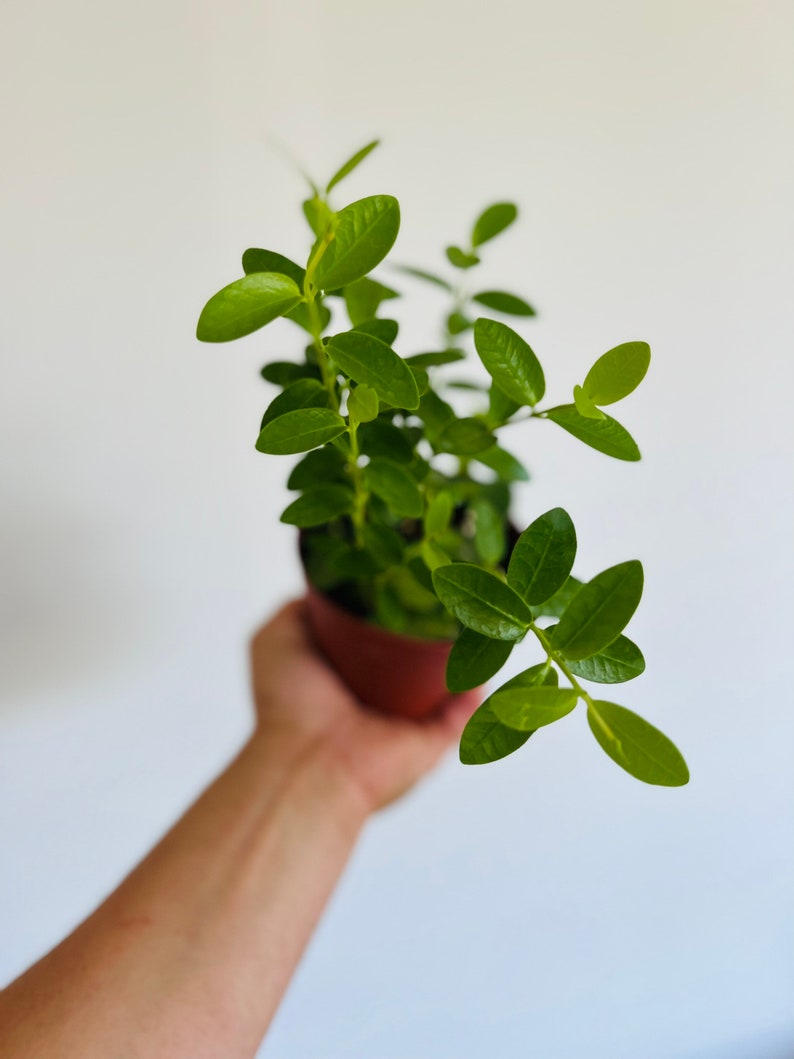 Hoya Cumingiana Live Plant in 4” Pot - Sweet Nectar Hoya - Rare Indoor Climbing Plant - Low Maintenance Houseplant