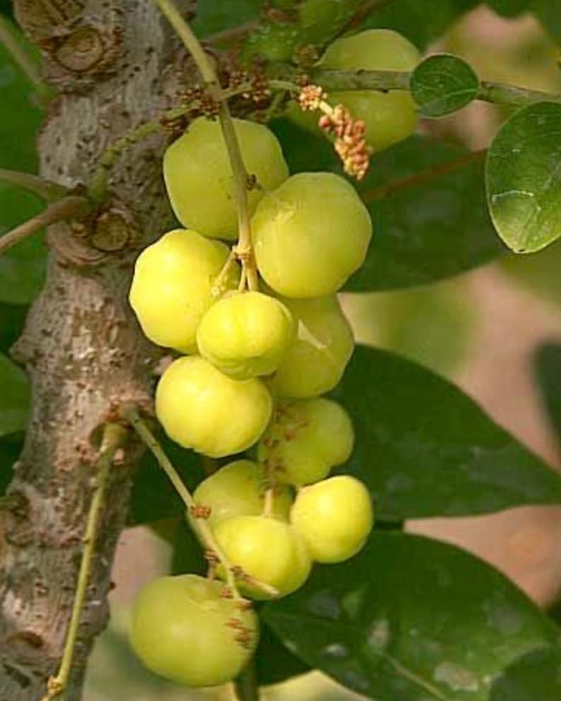 Star Gooseberry Tree - 3ft Fruit-Bearing Plant - (Averrhoa carambola) - No Shipping to CA