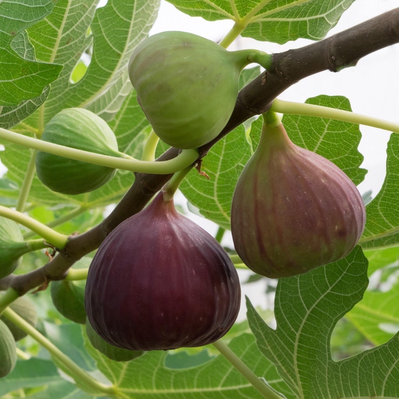 Magnolia Large Fig Starter Plant - Self-Pollinating Edible Shrub - Ficus carica - Perfect for Pots - Zones 7-9