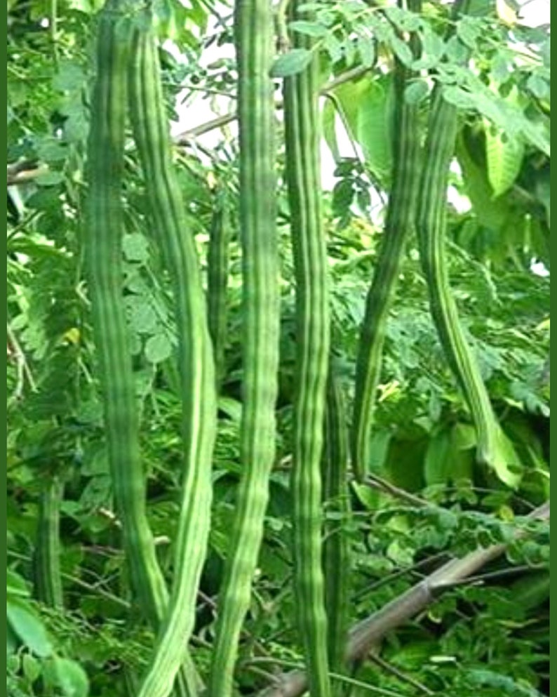 Moringa Tree 3ft "The Tree of Life" - Nutrient-Rich Moringa oleifera for Home Garden