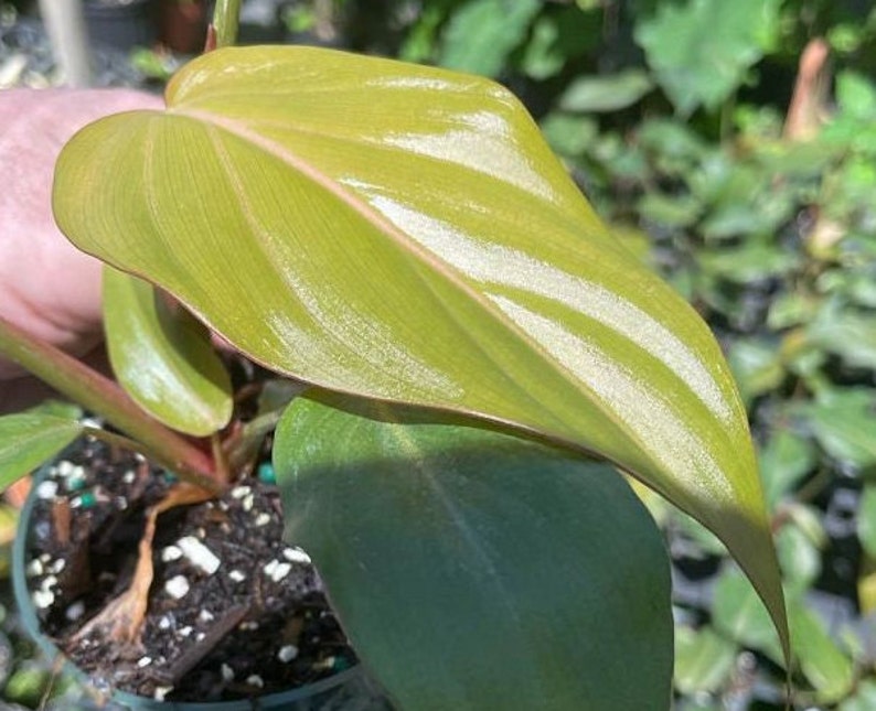 Philodendron Summer Glory - Live Plant - Tropical Indoor Houseplant - Philodendron spp. - Outdoor Grown, Minor Blemishes