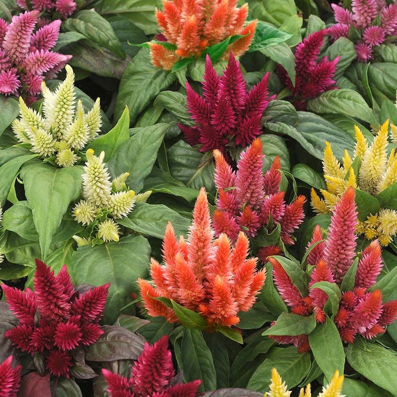Celosia Seeds - Kosmo Mix, Dwarf Flower Blend in Yellow, Orange, Red, Pink - Celosia spicata - Rare Non-GMO Seeds for Gardeners