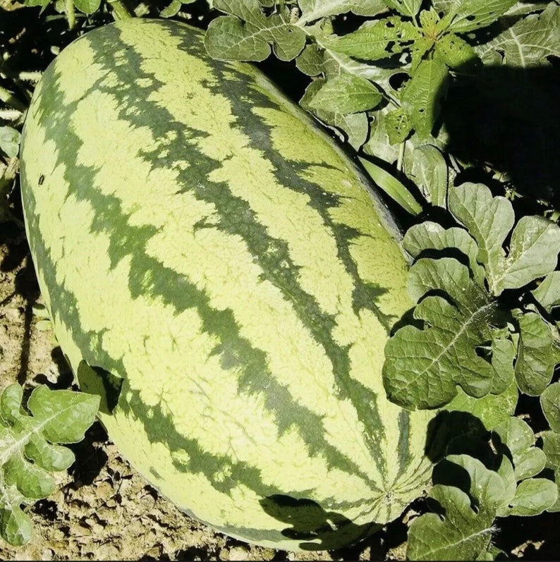 Giant Jubilee Watermelon Seeds - 30 Count - Heirloom Variety - Citrullus lanatus