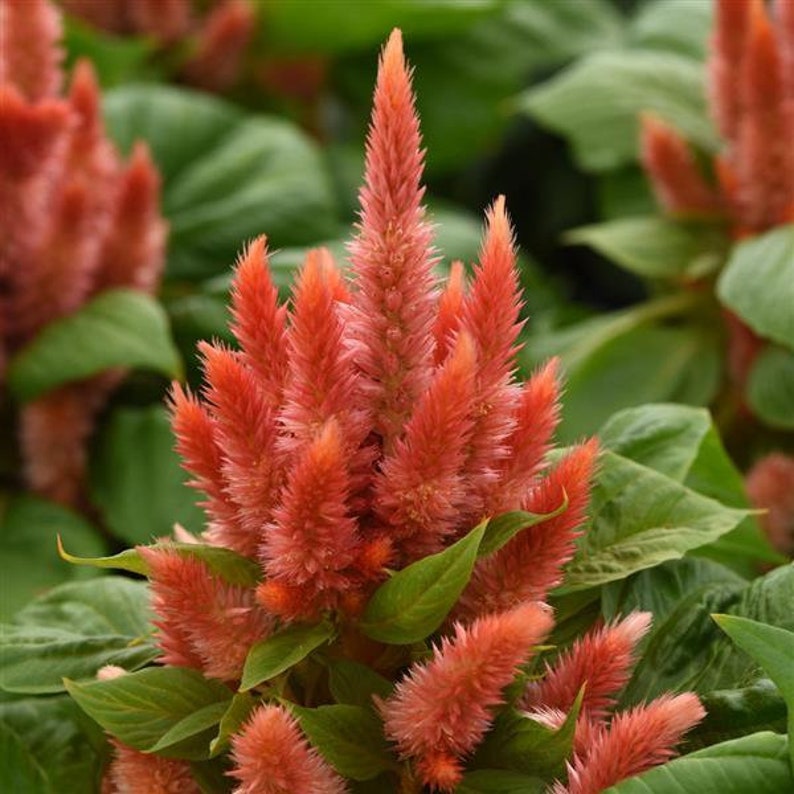 celosia plant indoor Celosia Seeds - 15 Pack Kosmo Orange