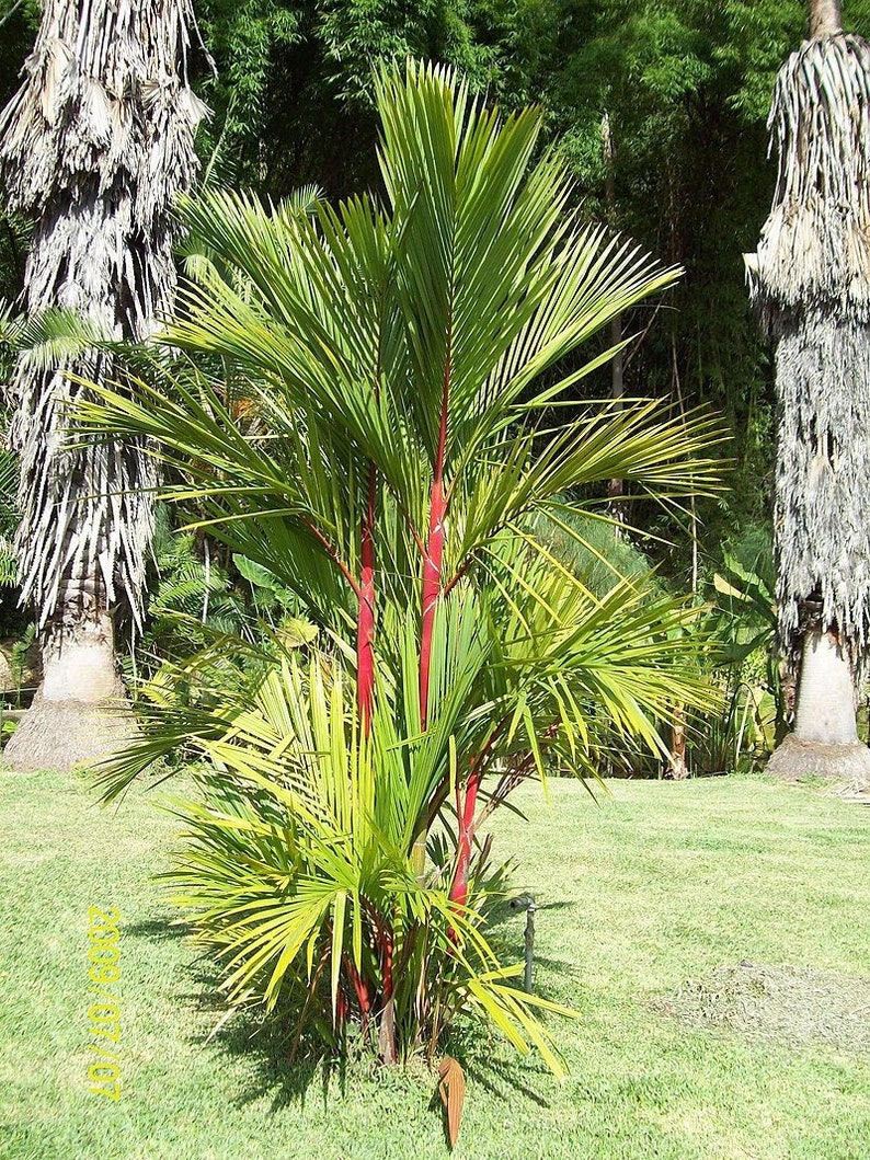 Live Plant - 3 Gallon Red Lipstick Palm - Cyrtostachys renda - Cold Weather Care Required - Outdoor Grown