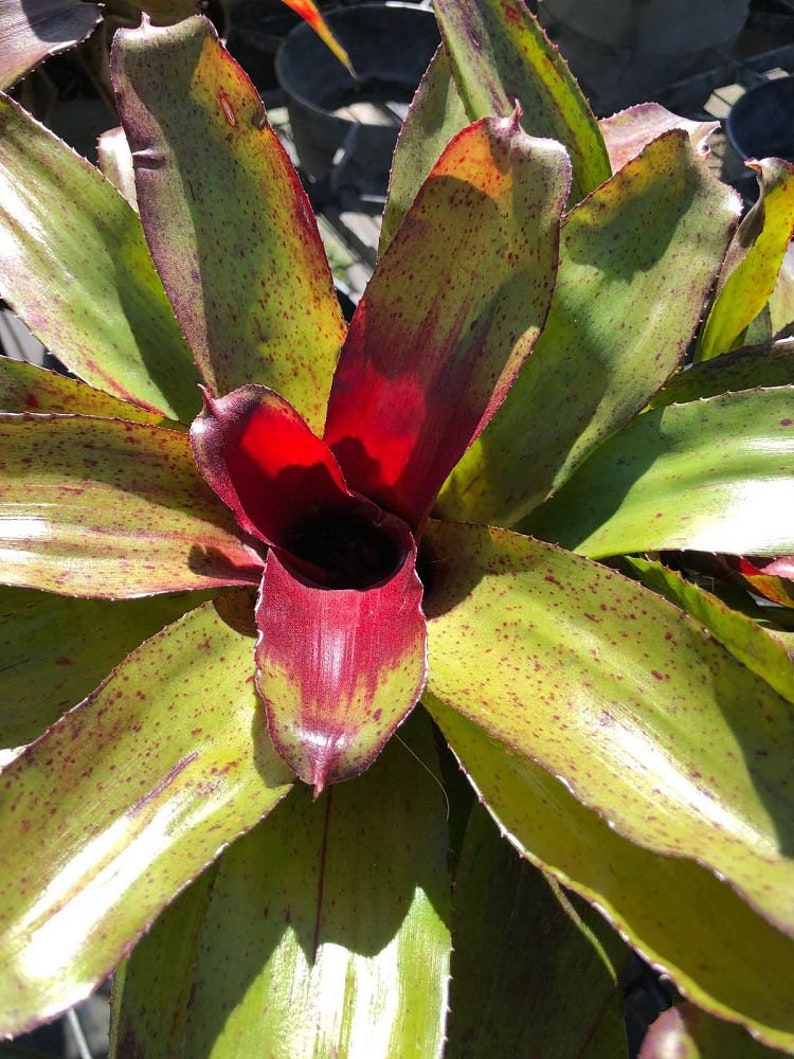 Neoregelia Angel Face Bromeliad - Live Plant - Unique Tropical Bromeliad - Neoregelia spp. - Outdoor Grown, Minor Blemishes