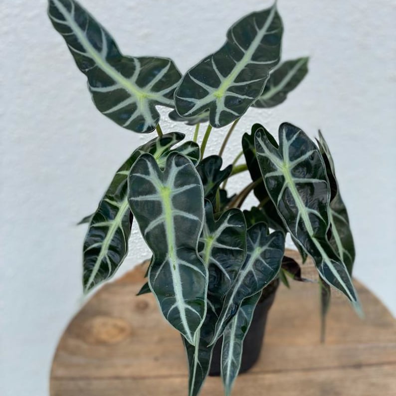 LIVE 4" Pot Alocasia Bambino Amazonica | Jewel Alocasia | Indoor Plant with Heart-Shaped Leaves | Unique Housewarming Gift