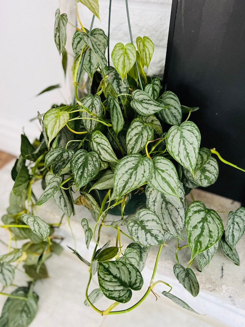 philodendron vining Philodendron Brandtianum Plant - Silver Vining Philodendron - Rare Aroid - Available in Multiple Sizes