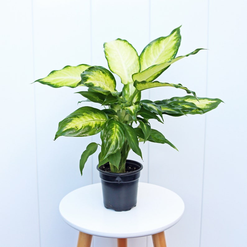 LIVE 4” Pot Dieffenbachia Plant, Dumb Cane, Variegated Indoor Houseplant, Tropical Greenery, Dieffenbachia spp.