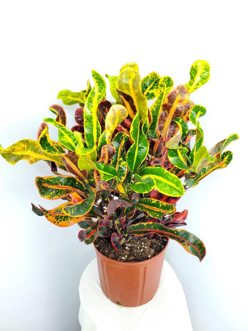 Croton Plant Mammy - Live Tropical Houseplant - 3 Gallon - Variegated Foliage - Codiaeum variegatum