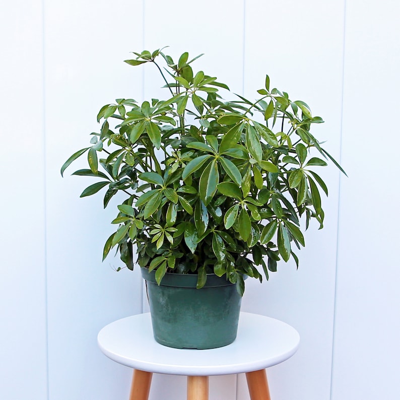 schefflera arboricola large LIVE 6” Arboricola Hawaiian Plant, Schefflera arb, Large Evergreen Hou – Sejahtera Seeds and Bulbs