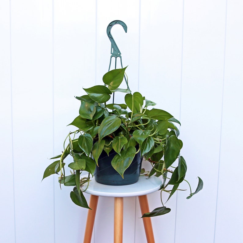 heartleaf philodendron seeds Sweetheart Philodendron Hanging Basket - Live Plant in an 8 Inch Hanging Basket - Philodendron Cordatum