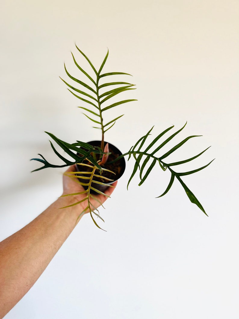 Philodendron Tortum Live Houseplant 4” Pot - Rare Aroid with Corkscrew Foliage - Easy Care (Scientific Name: Philodendron Tortum)