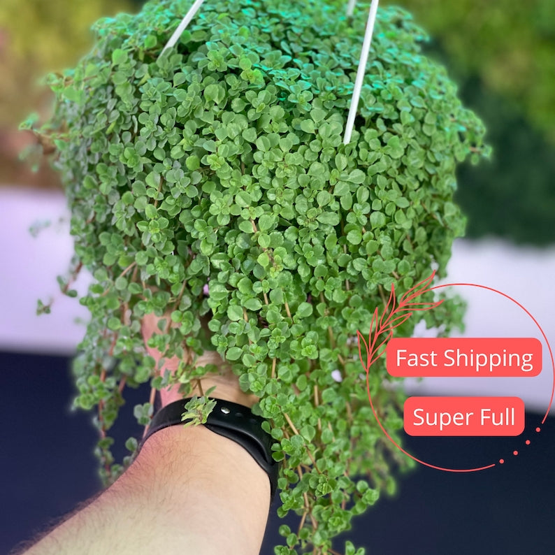 Pilea Depressa Plant | Baby Tears Pilea | 4.5" Hanging Nontoxic Houseplant | Pet Safe Indoor Plant | Live Pilea Plant