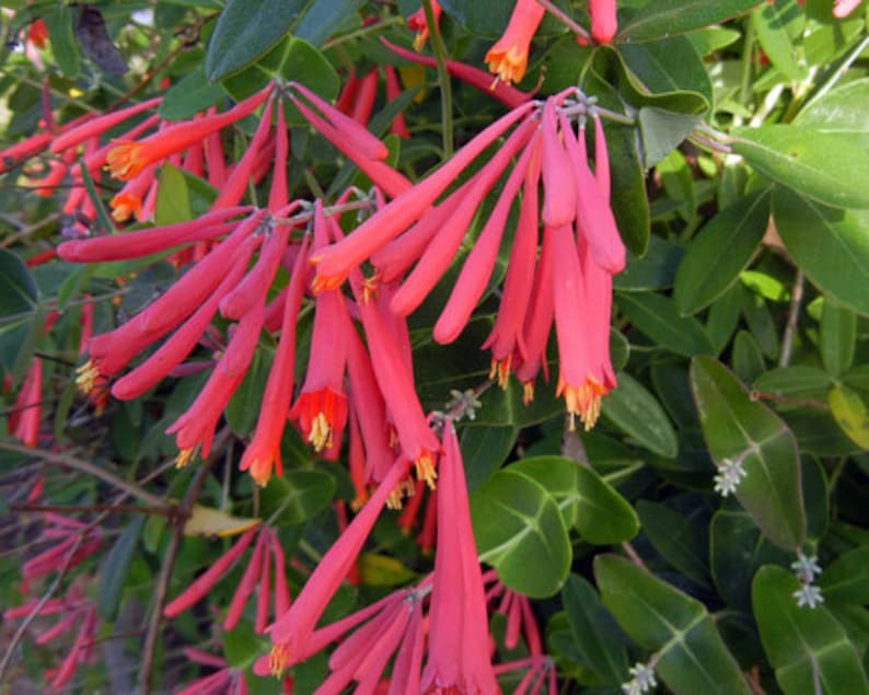 Native Coral Honeysuckle Starter Plant - Lonicera sempervirens 'Honey Coral' - Live Climbing Vine in 2.5"x3.5" Pot