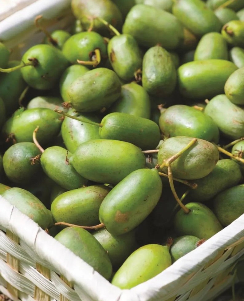 Prolific Kiwi Starter Plants - 6-10 Inches - Actinidia Arguta - Self-Pollinating, Sweet Bite-Sized Fruits