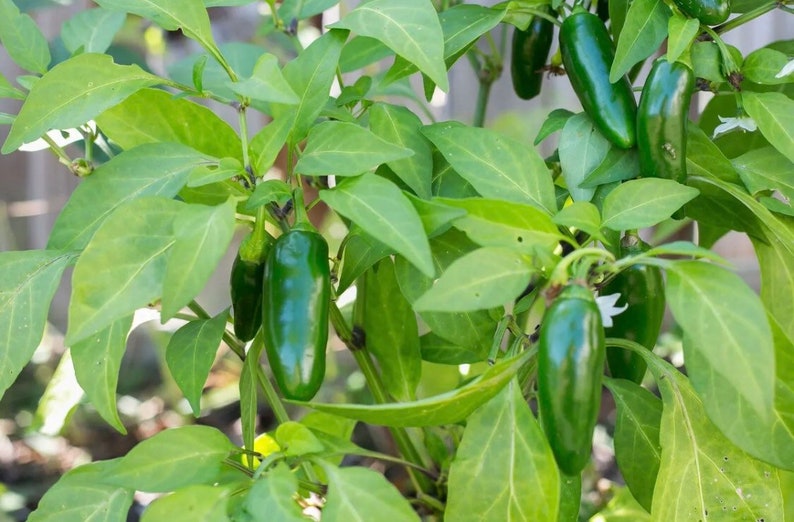 Jalapeno Pepper Seeds - 100+ Non-GMO Heirloom Hot Pepper Seeds - Open Pollinated, Warm Season, Capsicum annuum