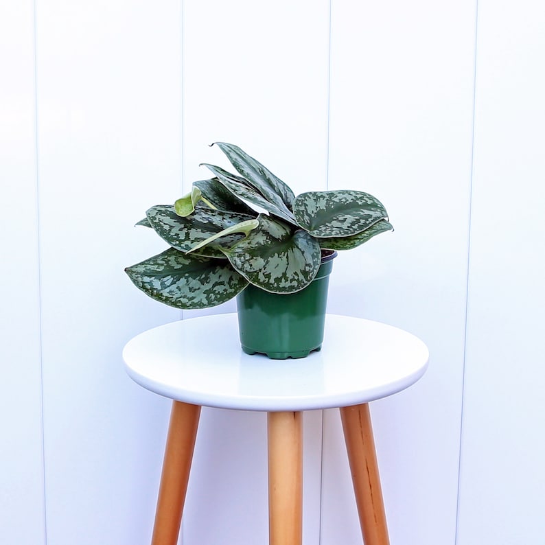 LIVE 4” Silver Satin Exotica Plant, Scindapsus Pictus, Fully Rooted Variegated Pothos, Easy Care Houseplant Gift
