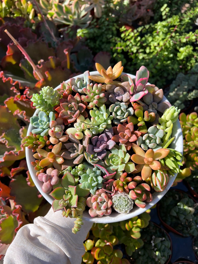Mini Succulent Cuttings Set - Mixed Echeveria, Sedum, Aeonium, Crassula - Vibrant Healthy Plants for DIY Arrangements