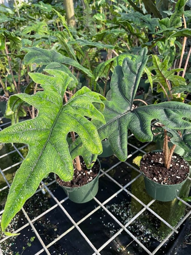 Alocasia Sulawesi Jacklyn Elephant Ear Live Plant - Tropical Houseplant - Alocasia micholitziana