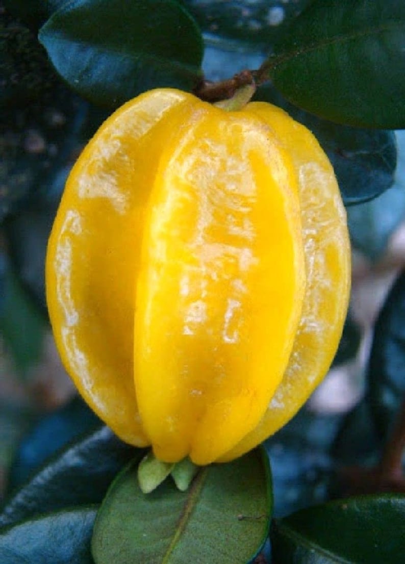 Yellow Star Cherry Tree - Live 4-6" Pitangatuba Seedling - Surinam Cherry - Eugenia selloi - Edible Fruit Plant for Home Garden