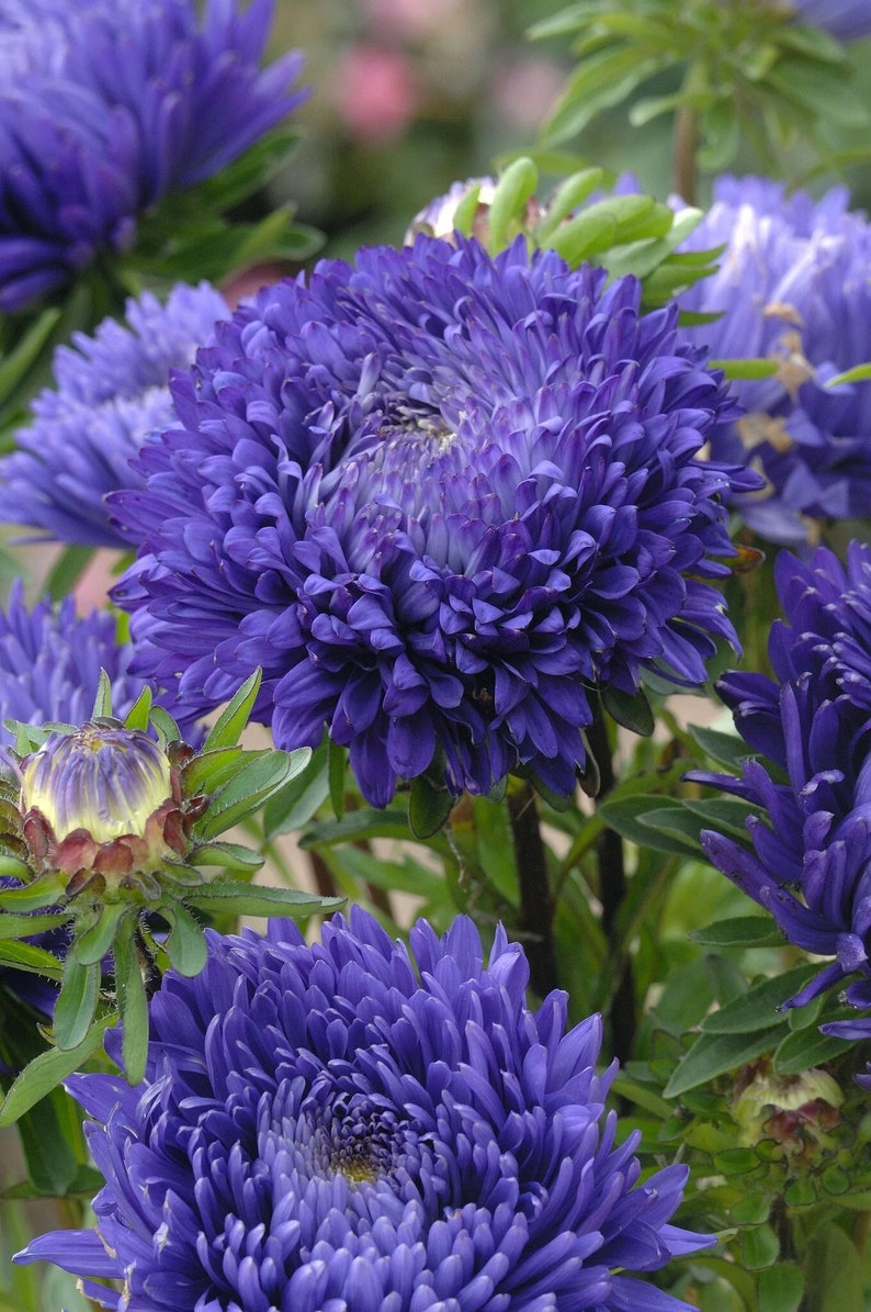 Aster Seeds - 25 Pack - Paeony Duchess Dark Blue - Callistephus Chinensis - Vibrant Peony-Like Flowers - Rare Garden Seeds