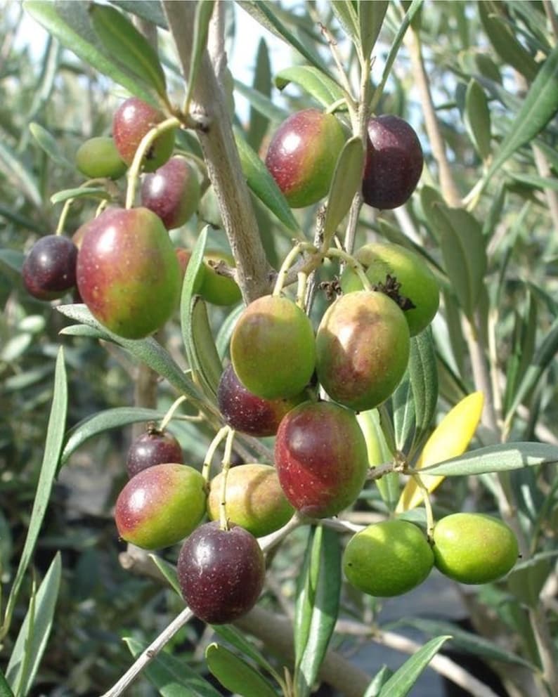 Arbequina Olive Tree 4ft Air Layered - Healthy Olive Tree for Home Garden (Olea europaea) - No Ship to CA