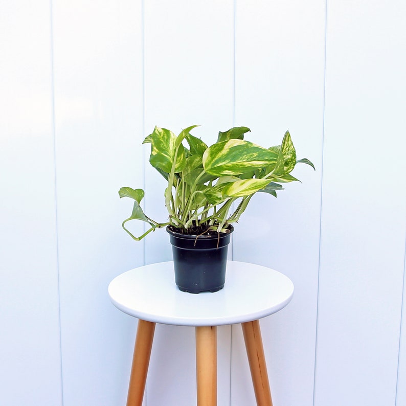 golden pothos live plant Live Golden Pothos Plant in 4” Pot | Variegated Devil's Ivy
