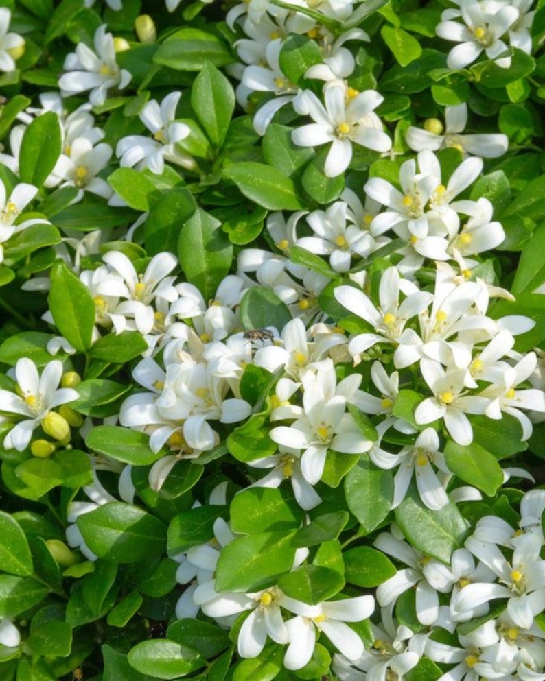 Orange Jasmine Tree 2ft - Murraya paniculata - Fragrant White Flowers, Glossy Green Foliage, Ideal for Tropical Gardens