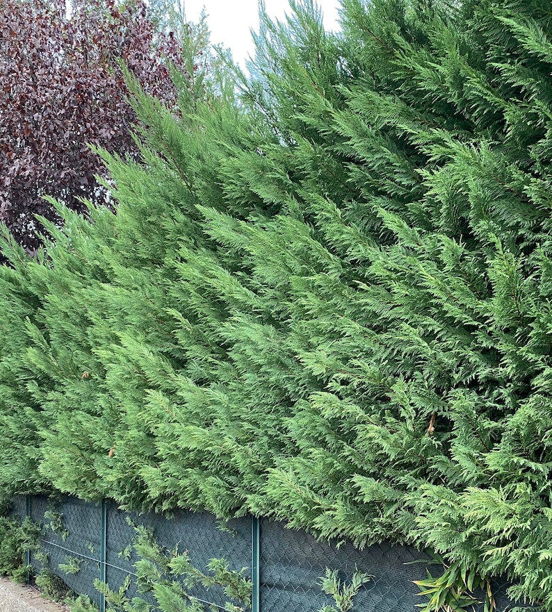 Leyland Cypress Tree, Fast Growing Evergreen, Cupressus Leylandy, Ideal for Privacy Screens, Green-Blue Foliage