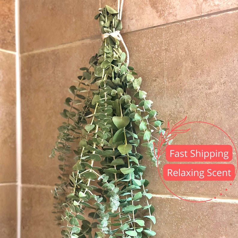 Fresh Eucalyptus Shower Bundle | Aromatherapy Plant | Eucalyptus Stems for Stress Relief | Eucalyptus globulus