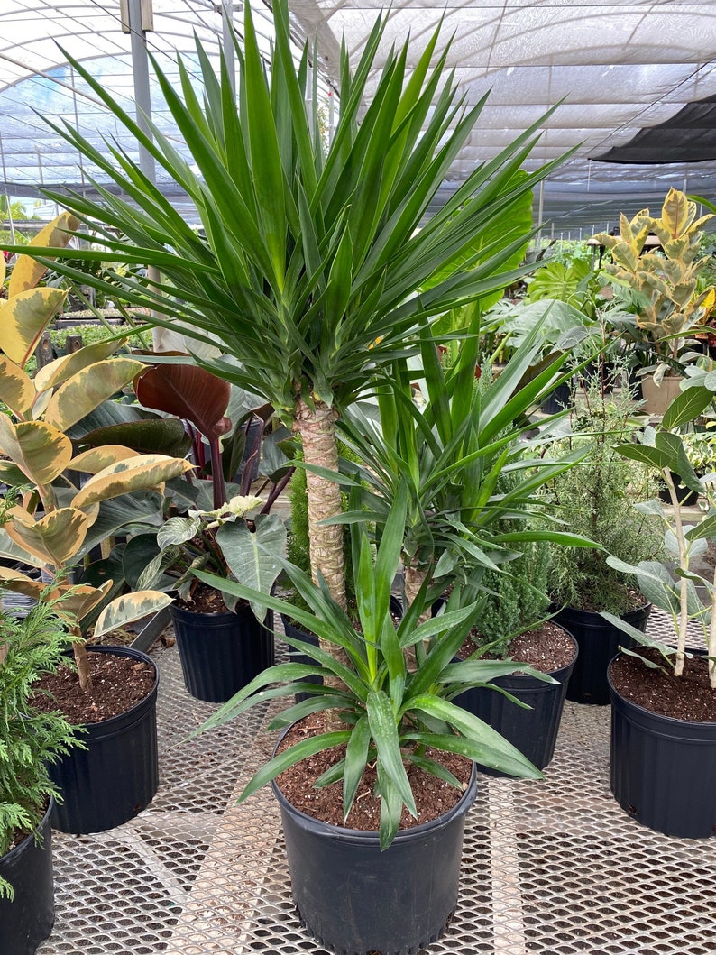 Dracaena Yucca Cane Plant - 2 Stem Staggered - Yucca Gigantea - Indoor Houseplant for Air Purification and Easy Care