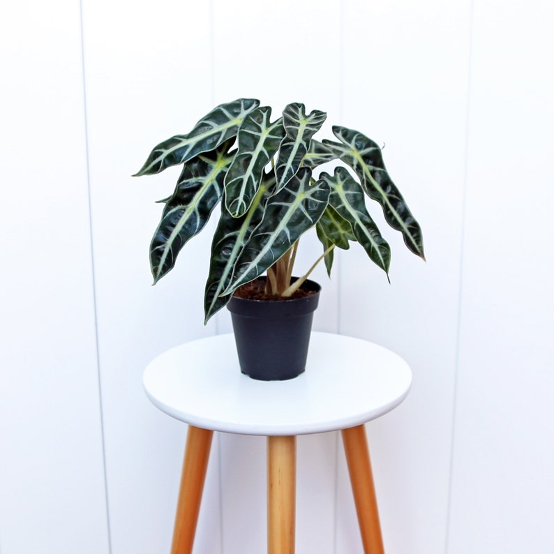 LIVE 4” Alocasia Bambino Jewel Plant - Fully Rooted Evergreen - Dark Green Heart-Shaped Leaves - Alocasia Amazonica