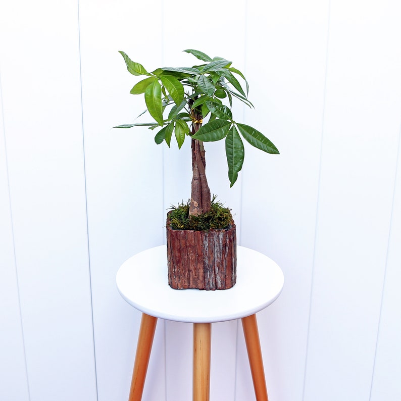 LIVE Money Tree Plant in Wooden Glass Pot, Pachira Aquatica, Good Luck Tree, Evergreen Houseplant, Office Gift, Housewarming Gift