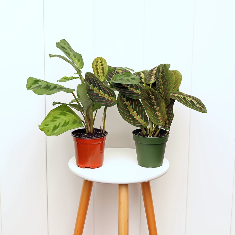 Live 4” Combo Red and Green Maranta Prayer Plants - Maranta leuconeura - Indoor Gift Plant for Mom, Coworker, or Thank You