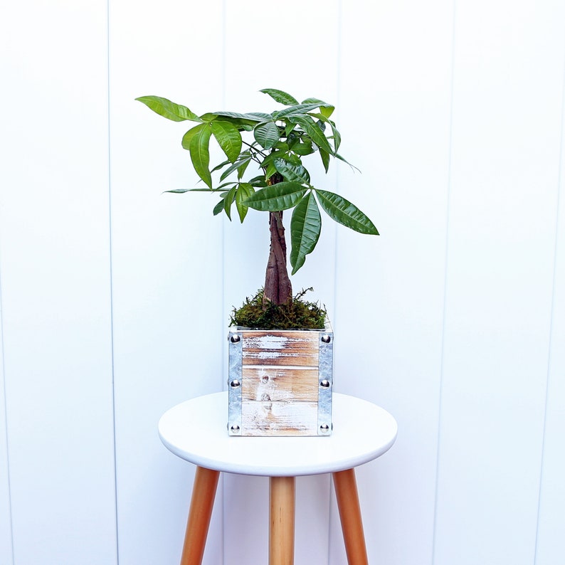LIVE 5” Money Tree Plant, Pachira Aquatica, Good Luck Tree for Home or Office, Anniversary Gift, Family Christmas Gift