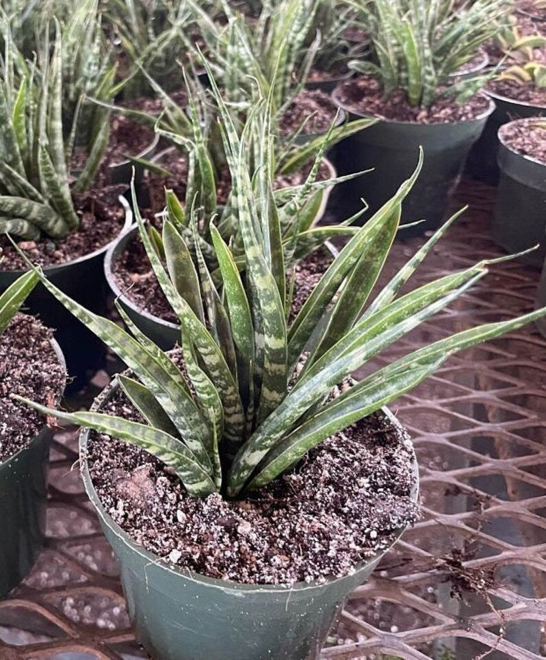 Sansevieria Mikado Live Plant - Snake Plant - Mother in Law's Tongue - Bowstring Hemp - Indoor/Outdoor Houseplant