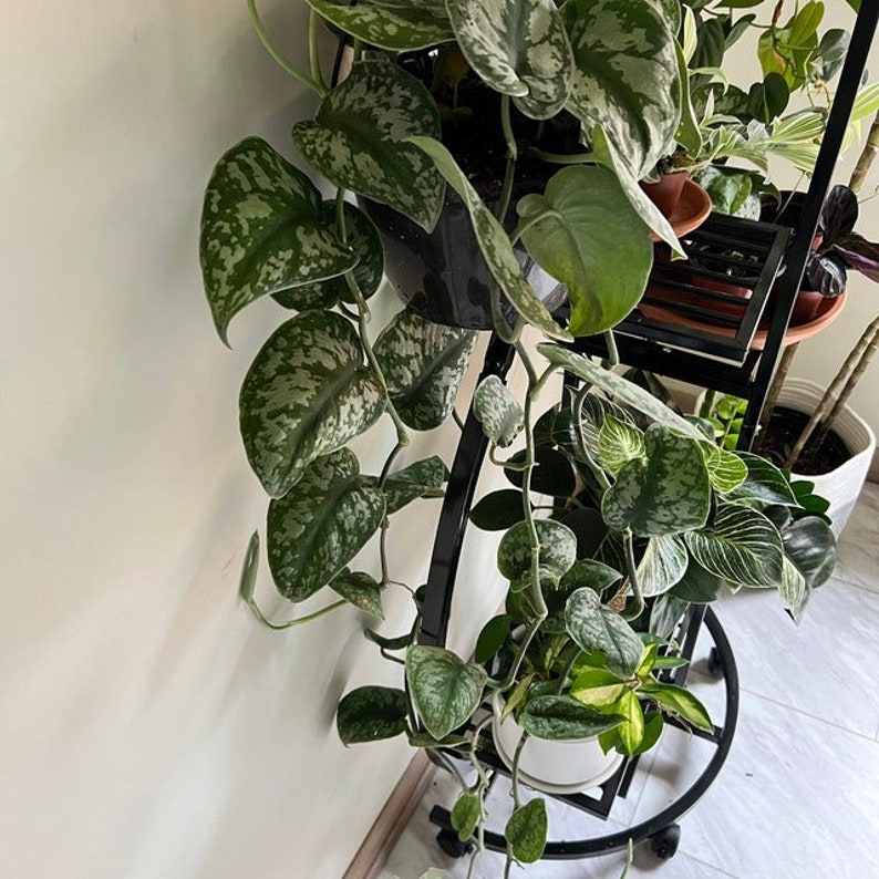Silver Satin Pothos Plant - Silvery Ann Variegated Green & Silver - Scindapsus Pictus Exotica - Indoor Vining Houseplant