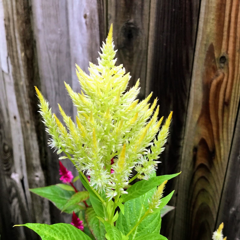 Celosia Seeds - 15 Pack Feathery Plumed Yellow, Rare Non-GMO Flower Seeds, Vibrant Woolflowers for Indoor & Outdoor Gardening