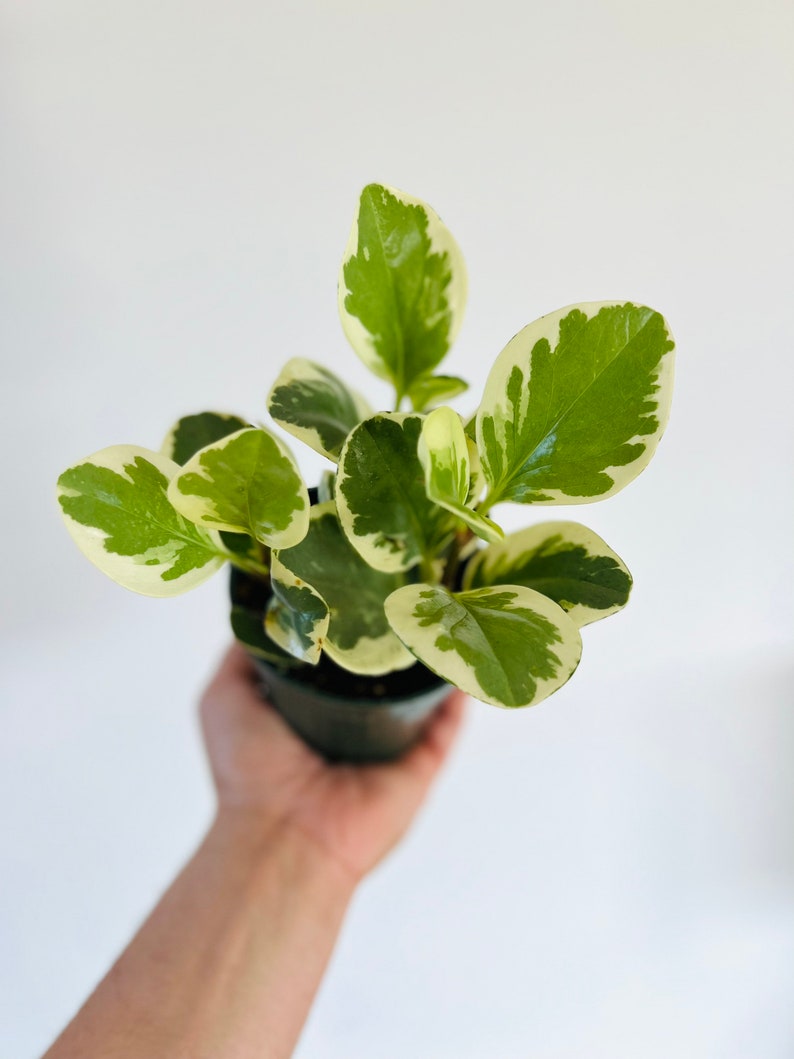 Peperomia Snow Drop Plant - 4” Variegated Rubber Plant - Peperomia Obtusifolia - Easy Care Houseplant for Beginners