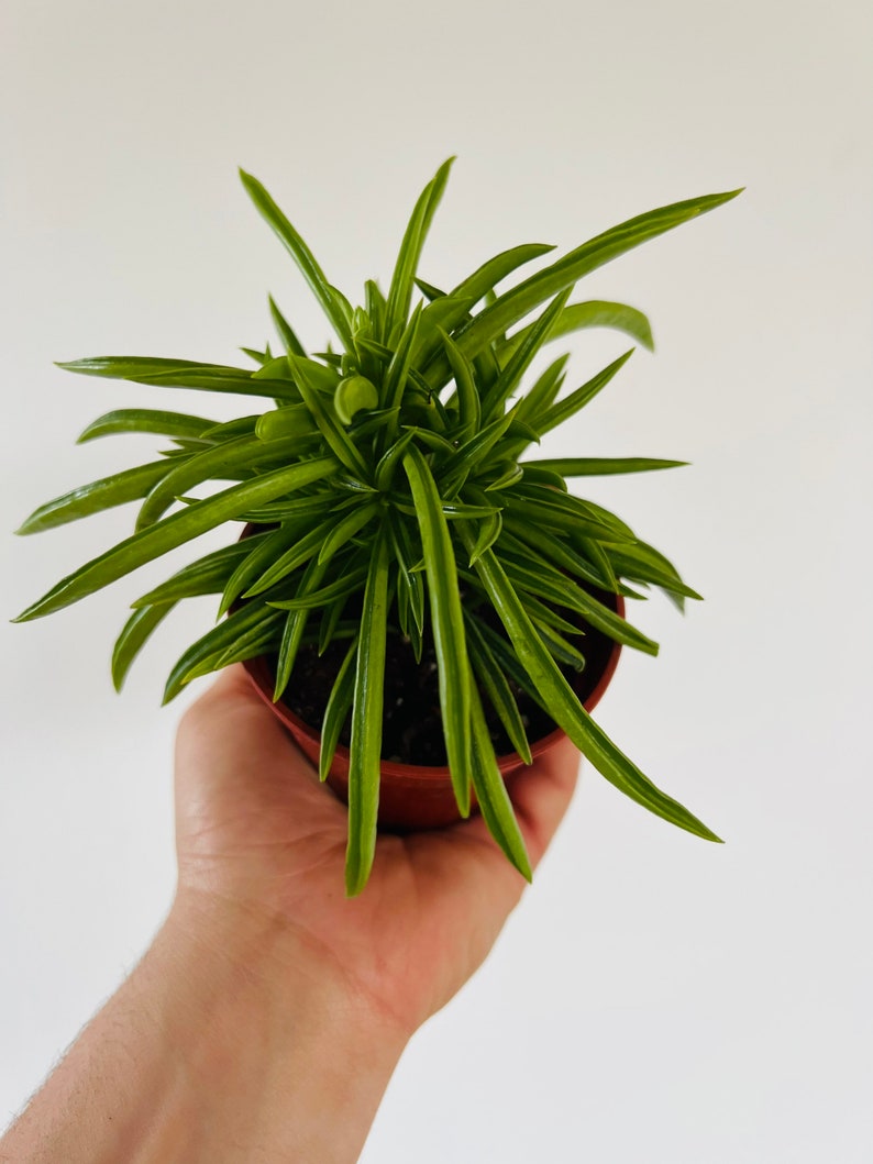 Peperomia Happy Beans | 4” Live Houseplant | Compact Bushy Variety | Peperomia Verticillata | Easy Care Beginner Plant