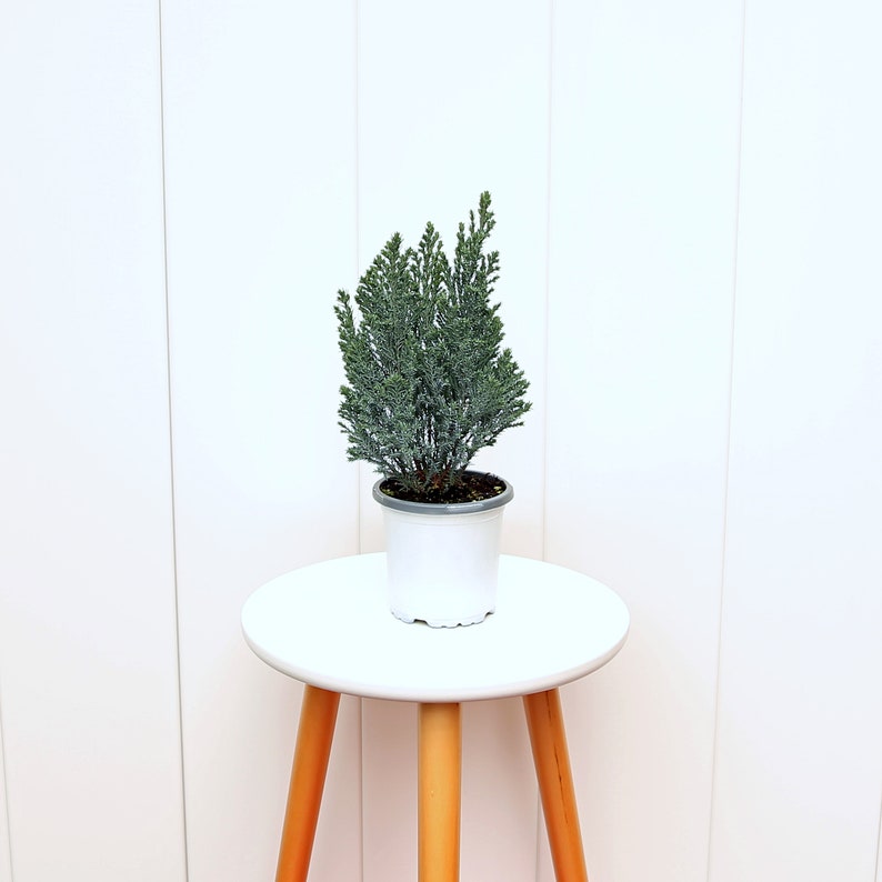 LIVE 4” Moonlit Cypress, Rare False Cypress Tree, Cupressus Sempervirens, Fragrant Houseplant, Ideal Gift for Plant Lovers
