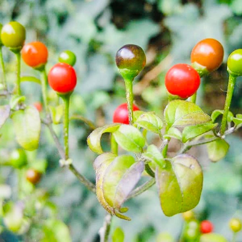 Live Chiltepin Pepper Plant | Pre-order March 2025 | Super Hot Tepin Variety | Capsicum annuum