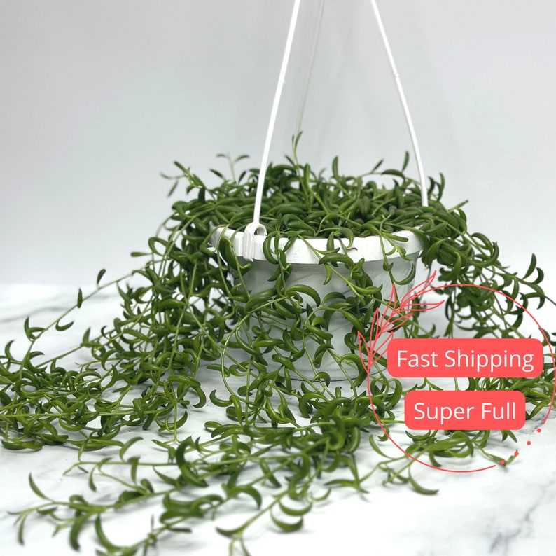 String of Bananas Plant 6" | Senecio Radicans | Trailing Succulent | Banana Plant for Indoor Hanging Decor