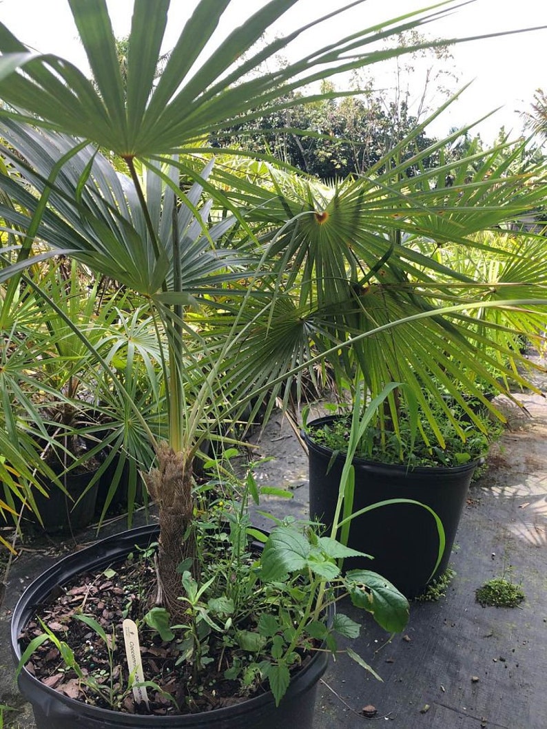 Coccothrinax barbadensis Live Plant - Outdoor Grown Palm - Hardy Tropical Variety - Ideal for Landscaping
