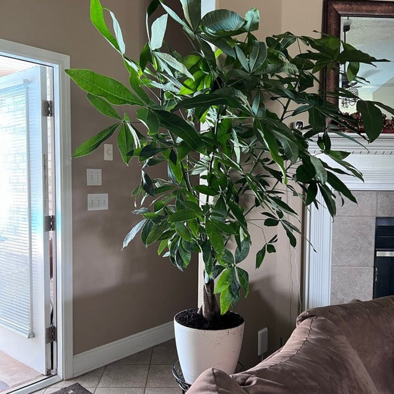 Money Tree Braided Plant, Indoor Air Purifier, Good Luck Tree, Pachira Aquatica, Easy Care, Resilient Houseplant, Home Decor