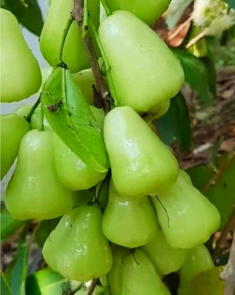 Green Wax Apple Tree 3-Gallon Pot - Syzygium samarangense - Live Plant, Shipping with Pot (Excludes CA, AZ)