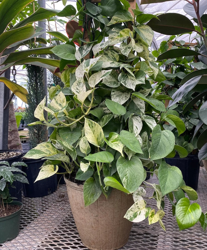 Pothos Plant in Trellis, Marble Queen Variegated Vines, Easy Care Indoor Plant - Epipremnum aureum