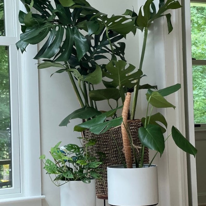 Large Monstera Deliciosa Plant - Swiss Cheese Tropical Houseplant - Philodendron Monstera - Indoor Air Purifier